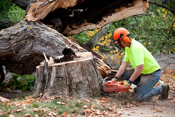 Tree Root Removal